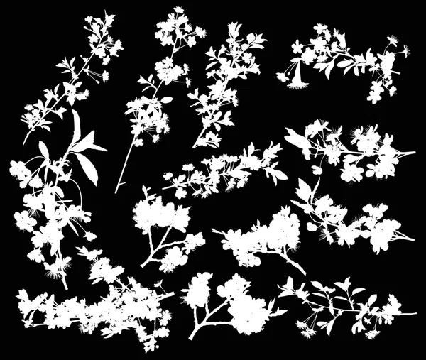 桜の花 — ストックベクタ