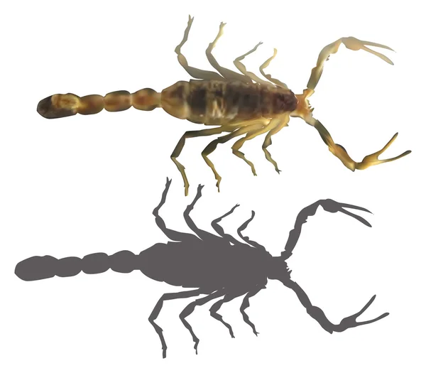 Scorpione bruno — Vettoriale Stock