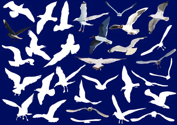 Set of gulls — Stock Vector