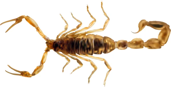 Escorpión dorado — Vector de stock