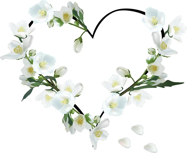 Heart from jasmine flowers — Stock Vector