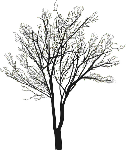 Strom s poupaty — Stockový vektor