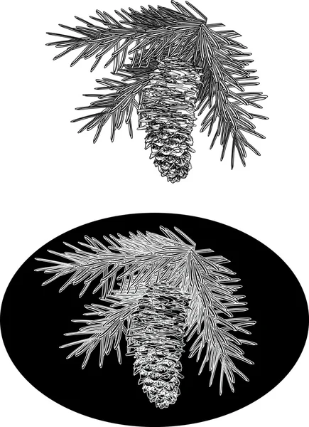 Jedlovou větev s kuželem — Stockový vektor