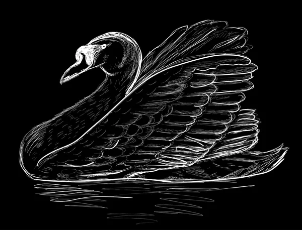 Croquis de cygne — Image vectorielle