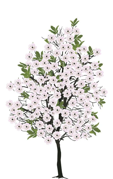 Spring blossoming tree — Stock Vector