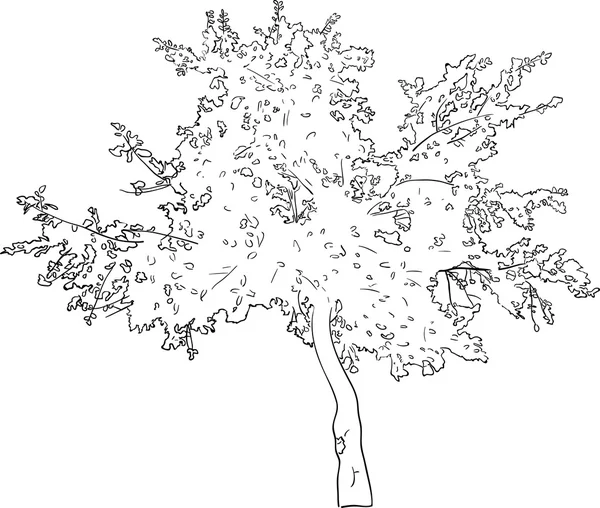 Siyah ağaç kroki — Stok Vektör