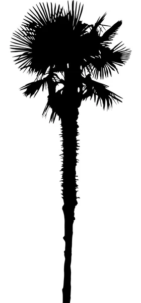 Palm tree — Stock Vector