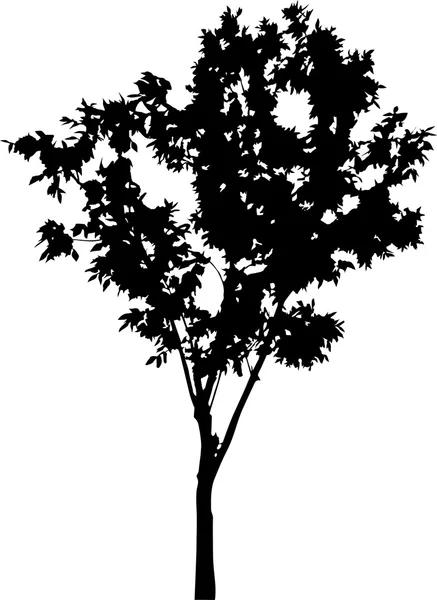 Silhouette dell'albero — Vettoriale Stock