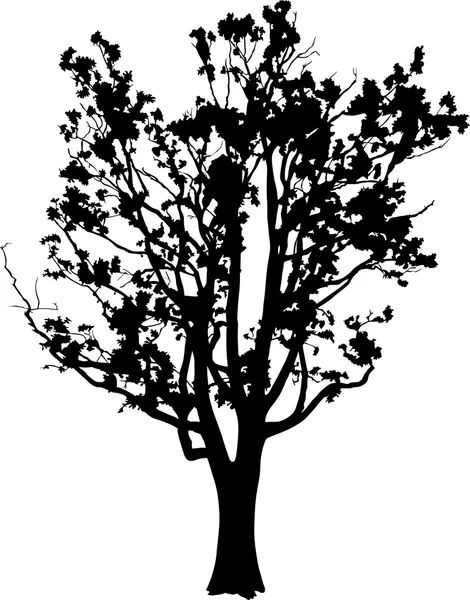 Old oak tree silhouette — Stock Vector