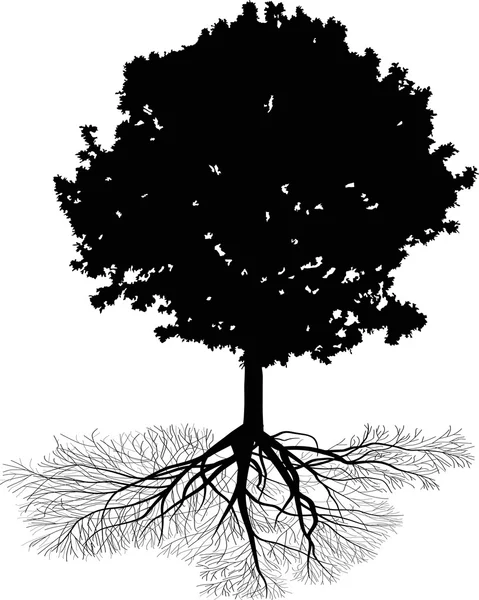 Chêne avec racine — Image vectorielle