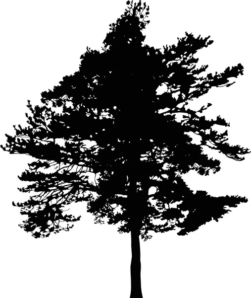 Sylwetka drzewa sosnowego — Wektor stockowy