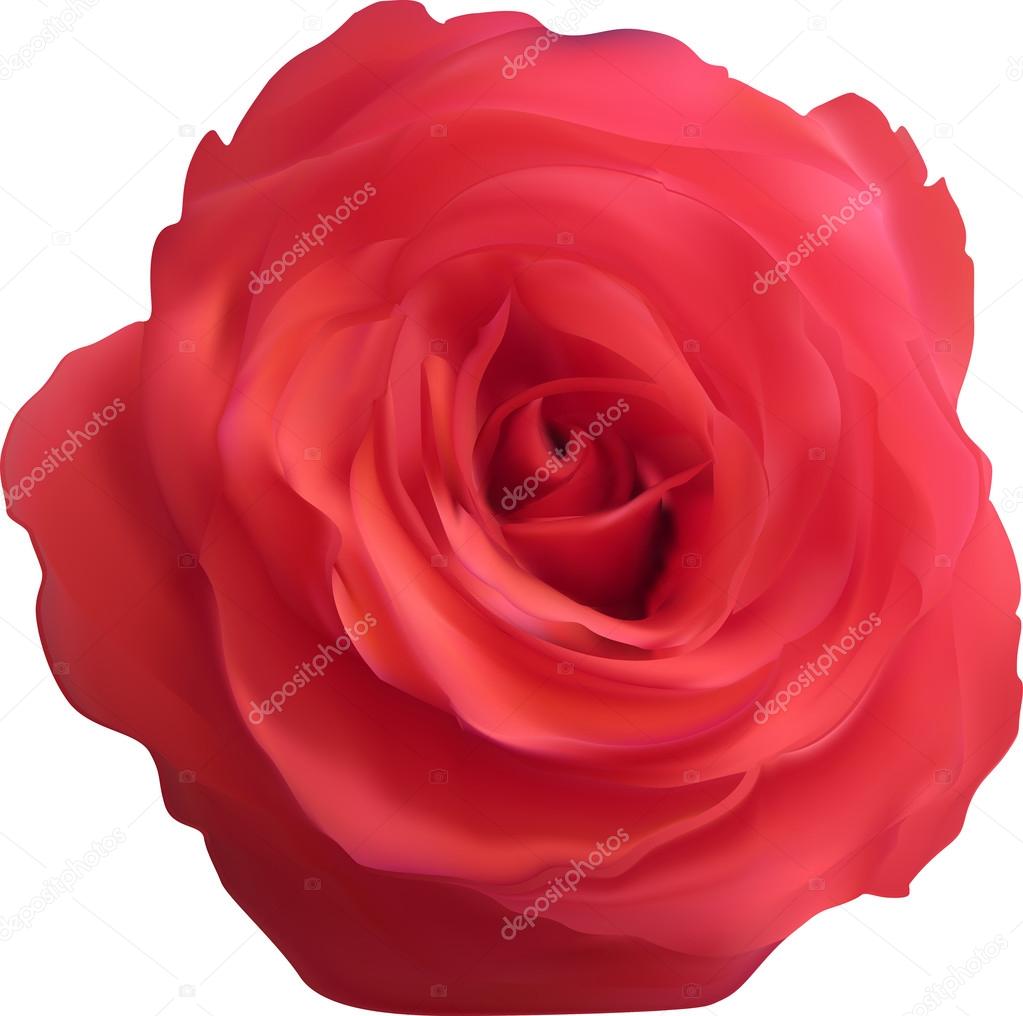Images vectorielles pour Rose orange et rouge