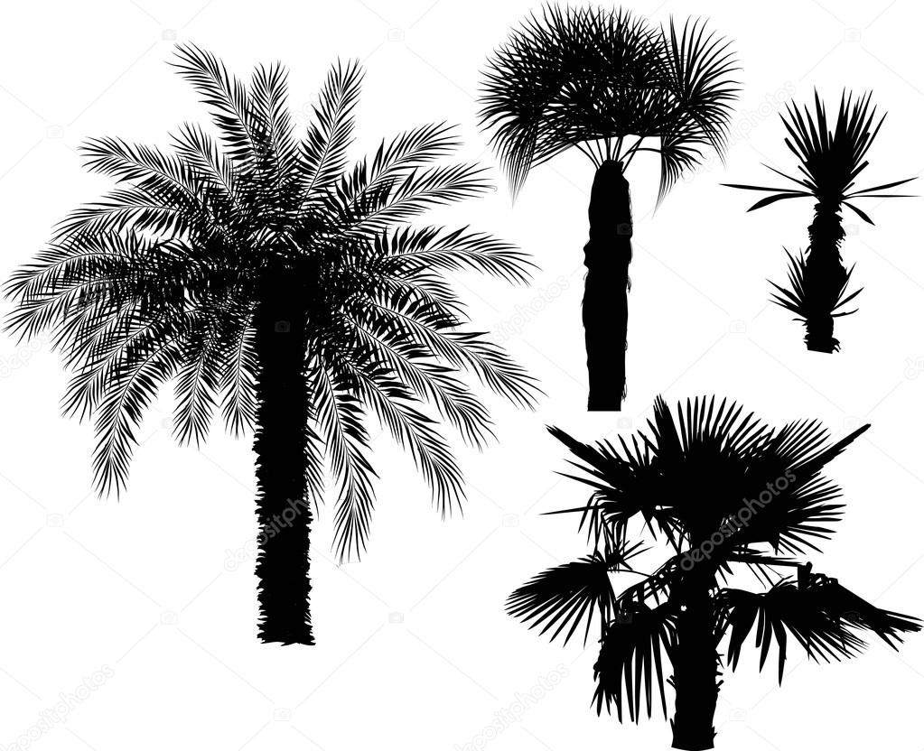棕榈树图库矢量图©Dr.PAS 55595519, image size:1023x832