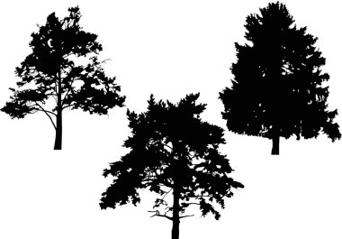 çam siluetleri