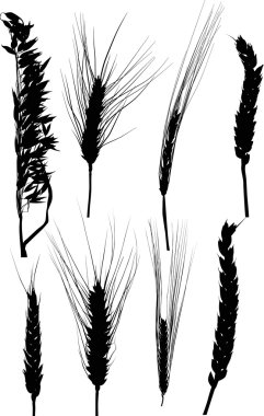 tahıl Siyah kulaklar