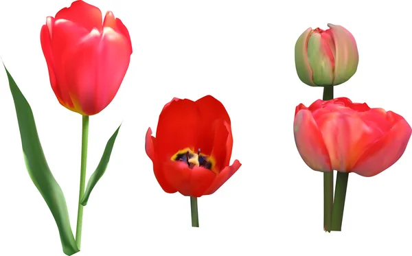 Rode tulpenbloemen — Stockvector