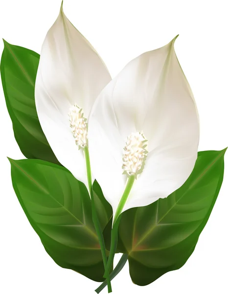 Spathiphyllum bloemen — Stockvector