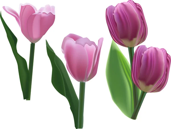 Flores de tulipán rosa — Vector de stock