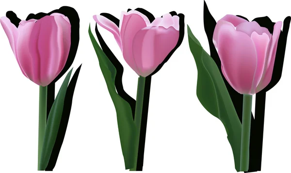 Roze tulp bloemen — Stockvector