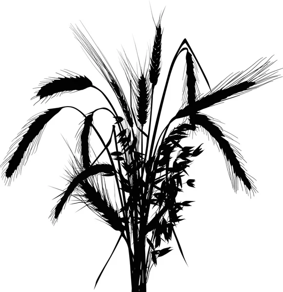 Oreilles de céréales noires — Image vectorielle
