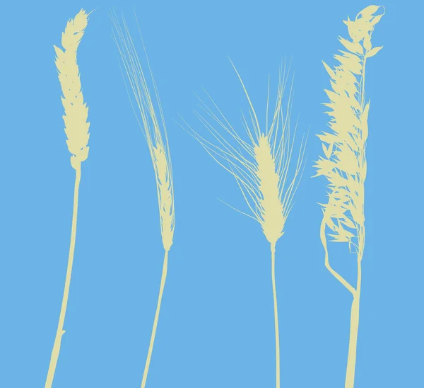 Silhouettes de céréales — Image vectorielle