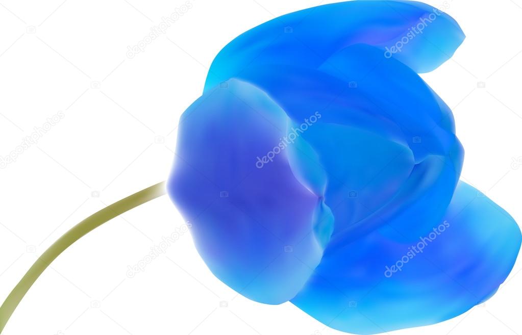 Blue tulip flower