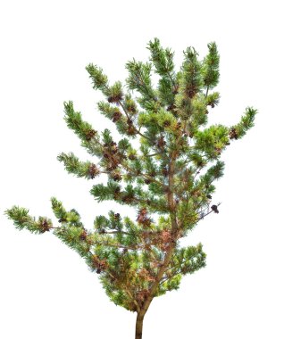 kozalaklı çam dalı