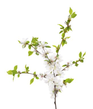 kiraz ağacı çiçek