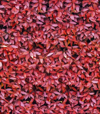 arka plan kırmızı yaprakları