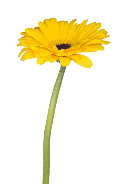 Fioritura gerbera gialla — Foto Stock