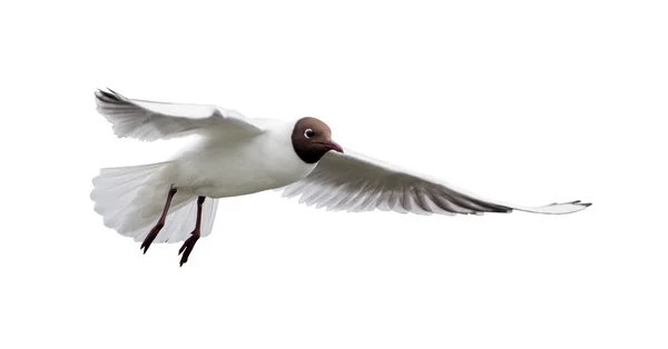 Gaviota voladora de cabeza negra — Foto de Stock