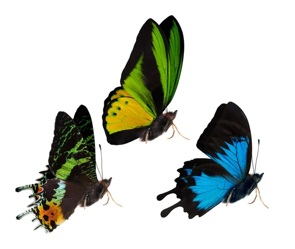 Tres mariposas coloridas — Foto de Stock