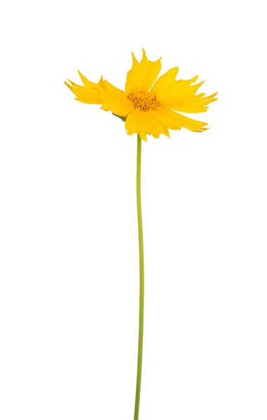 Fleur jaune sur tige — Photo