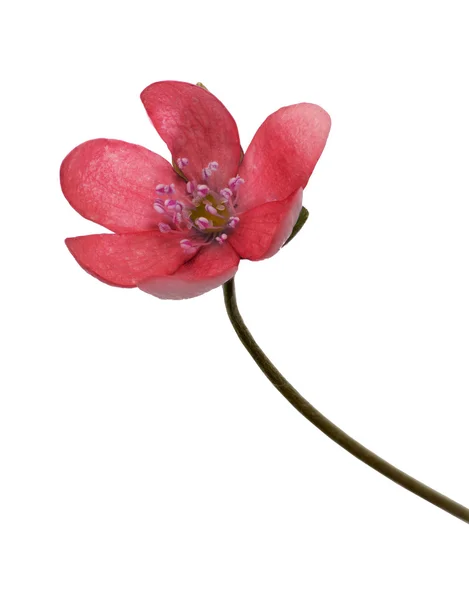 Jediný květ jaro červená — Stock fotografie