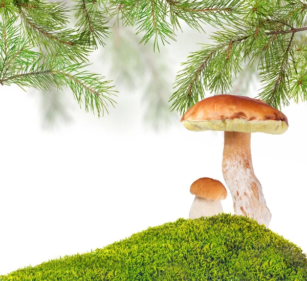 Mushrooms under pine in moss — Stock Photo, Image