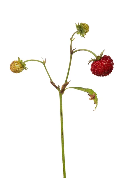 Άγριες φράουλες στο στέλεχος — Φωτογραφία Αρχείου