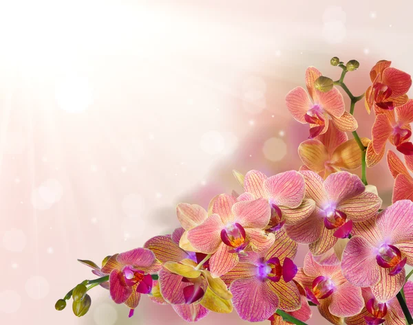 Flores de orquídea com tiras rosa — Fotografia de Stock