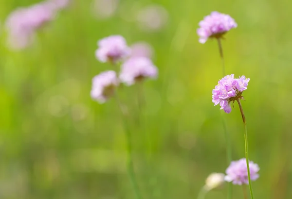 Pembe kır çiçekleri — Stok fotoğraf