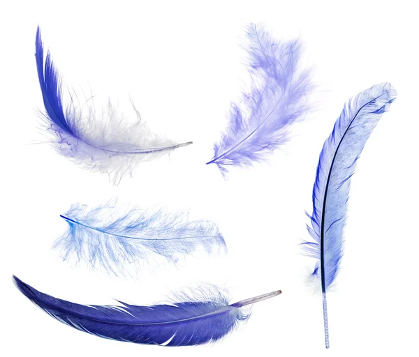 Five blue feathers — Stock Photo, Image