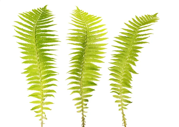 緑のシダの枝 — ストック写真