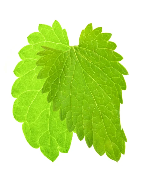 Foglie di menta verde — Foto Stock