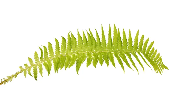 Groene fern branch — Stockfoto