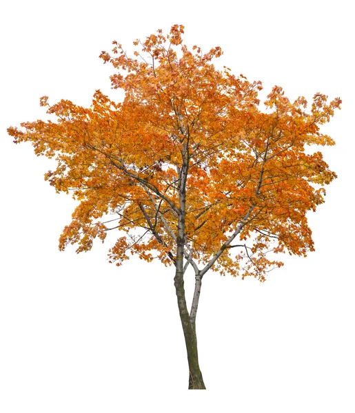 Πορτοκαλί φθινόπωρο δέντρο σφενδάμνου — Φωτογραφία Αρχείου