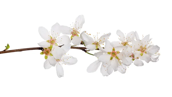 Cherry tree flowers — Stock Photo, Image