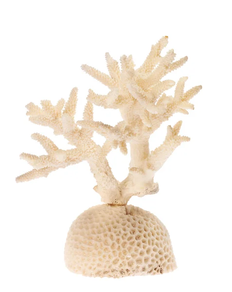 Lehké coral pobočka — Stock fotografie