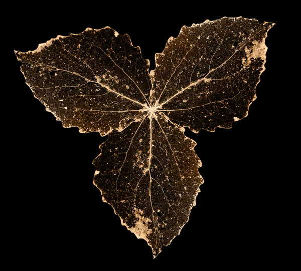 Vecchie foglie morte marroni — Foto Stock