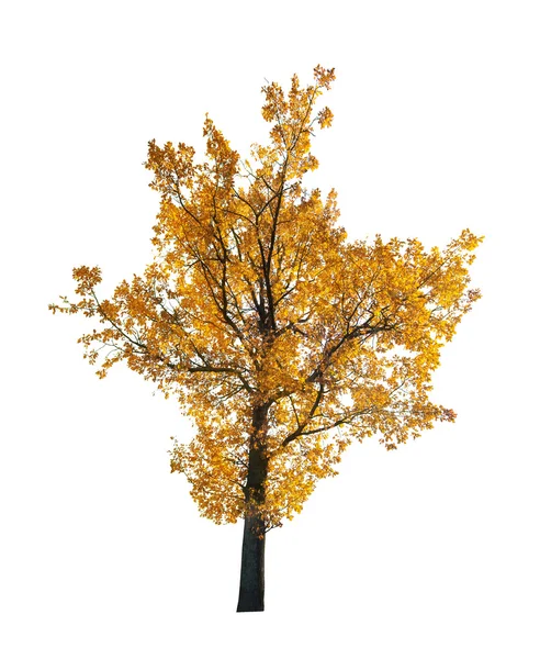 Golden fall oak — Stock Photo, Image