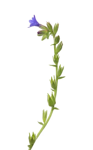 Wildpflanze mit blauer Blume — Stockfoto
