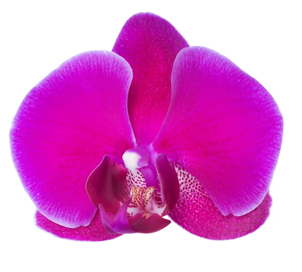 Flor de orquídea rosa — Fotografia de Stock