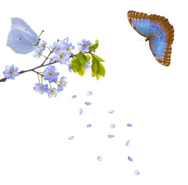 Cherry-tree flowers and butterflies — Stock Photo, Image